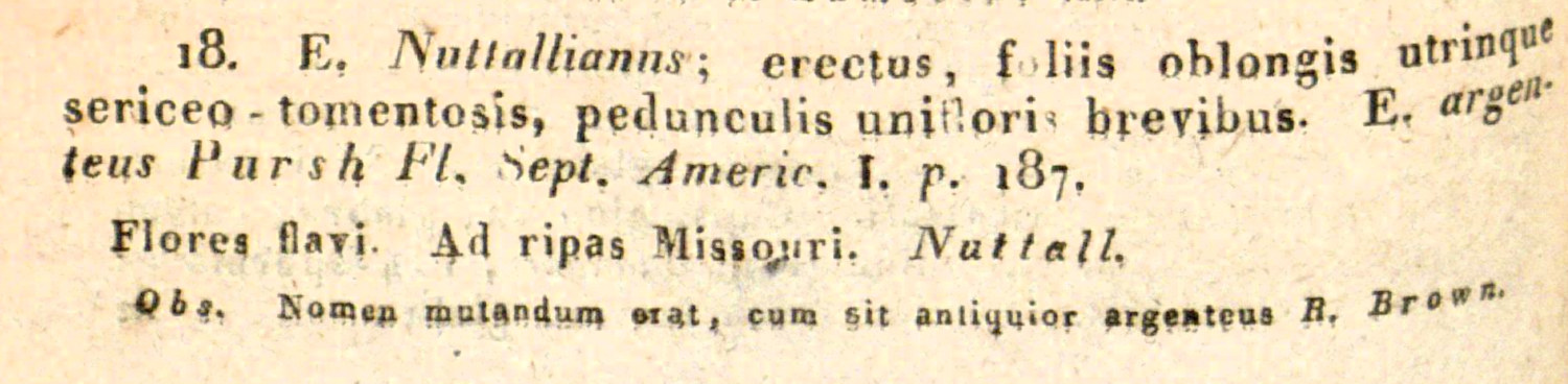 Convolvulaceae Evolvulus nuttallianus