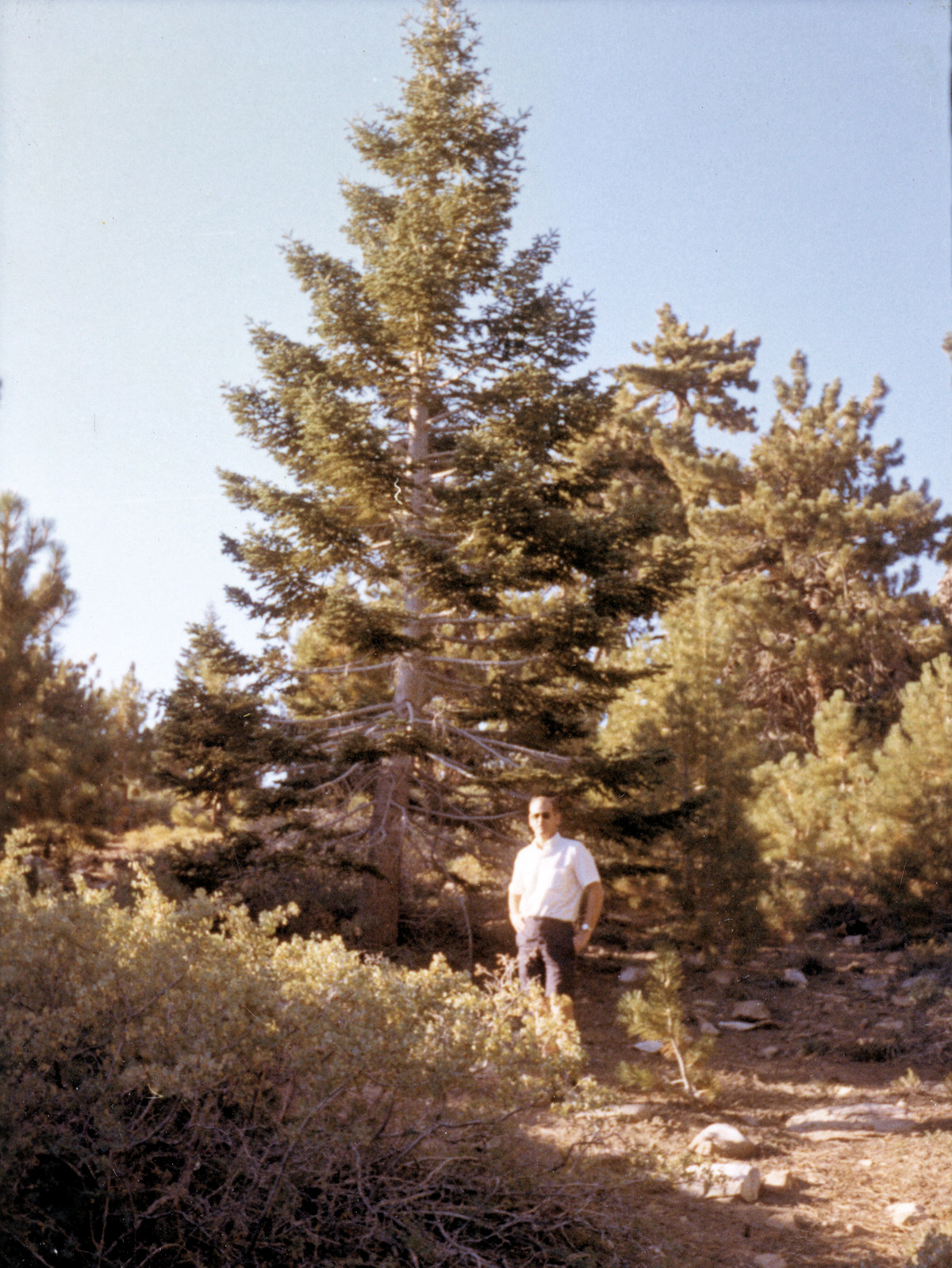 Mount Pinos