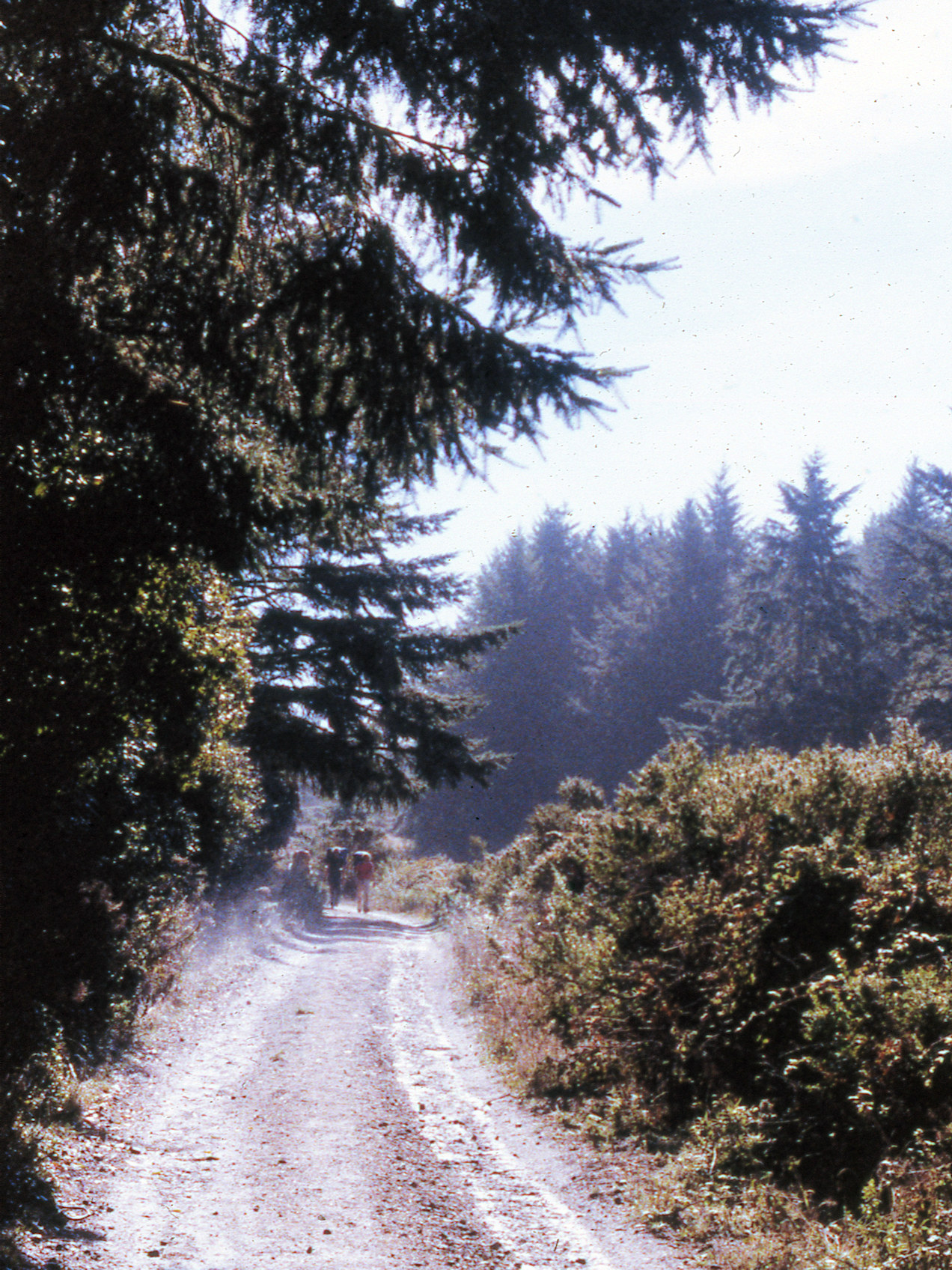 California, Marin County, Point Reyes National Seashore, Wildcat Beach