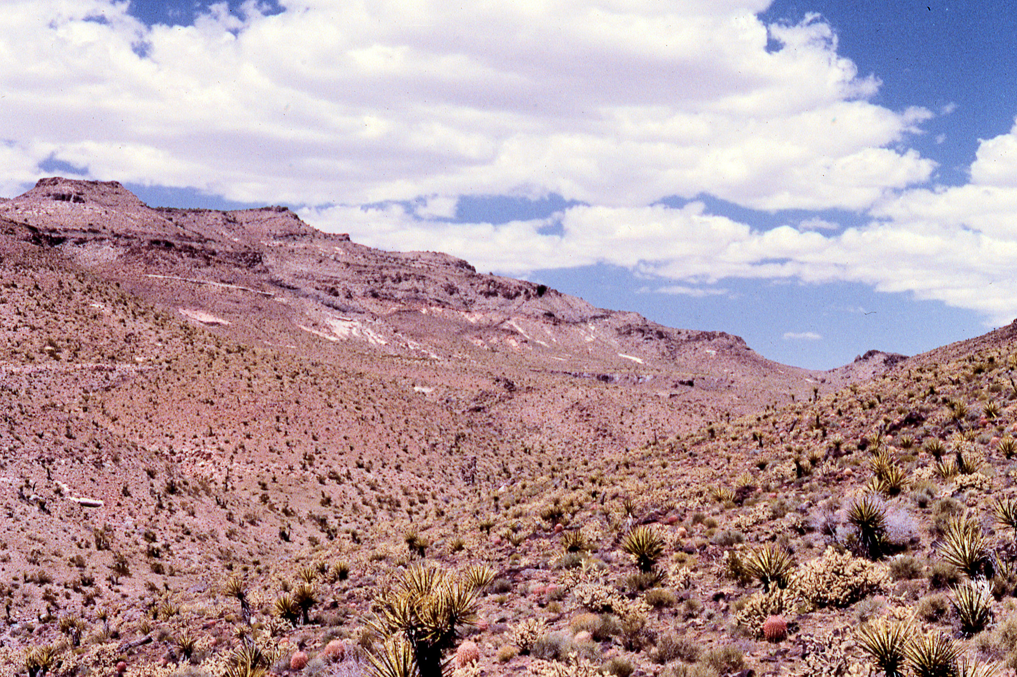 California, San Bernardino County, Woods Mountains, West Burro Canyon