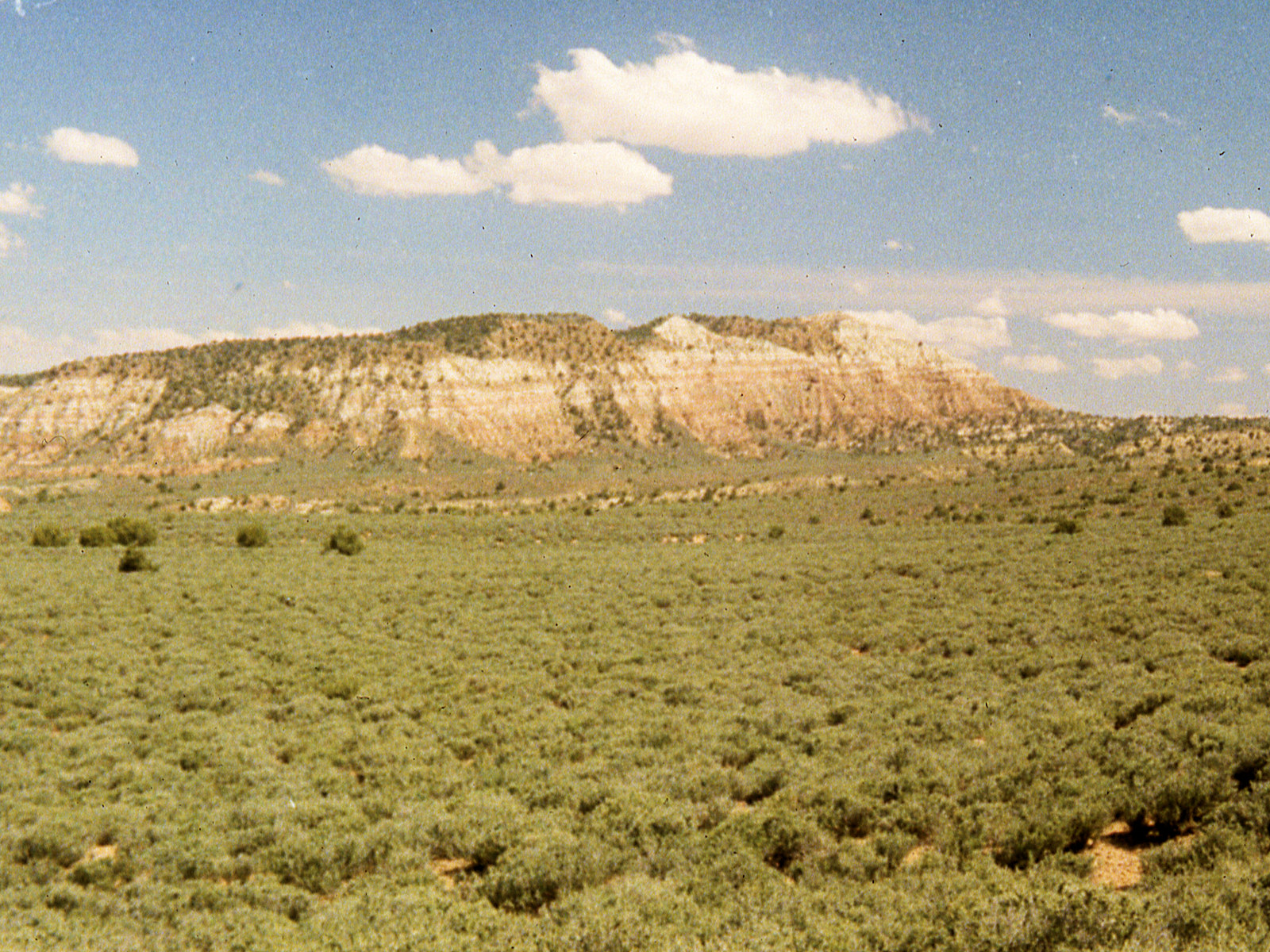 Utah, Washington County, Coleogyne ramosissima