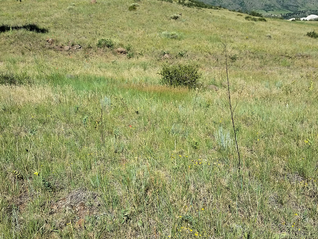 Poaceae Poa compressa