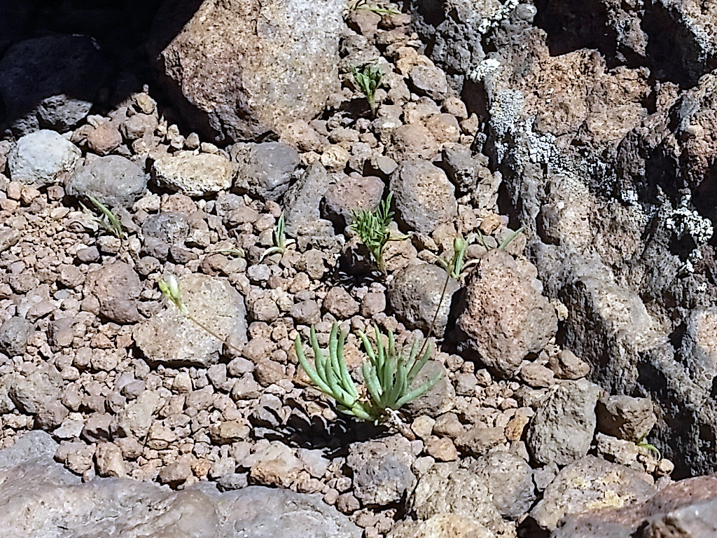 Montiaceae Phemeranthus parviflorus