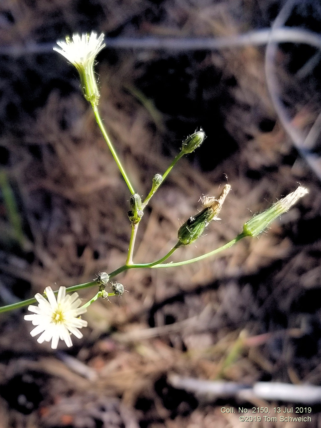 Asteraceae Hieracium albiflorum