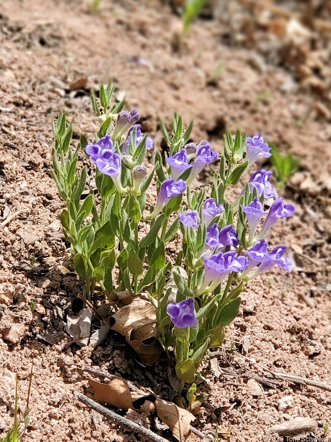 Lamiaceae Scutellaria brittonii