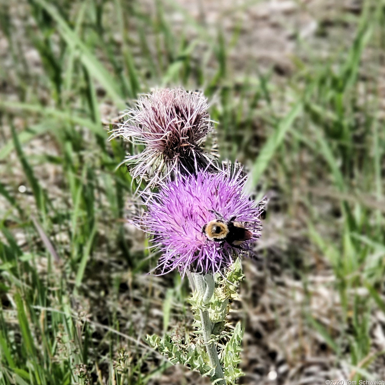Asteraceae Cirsium undulatum