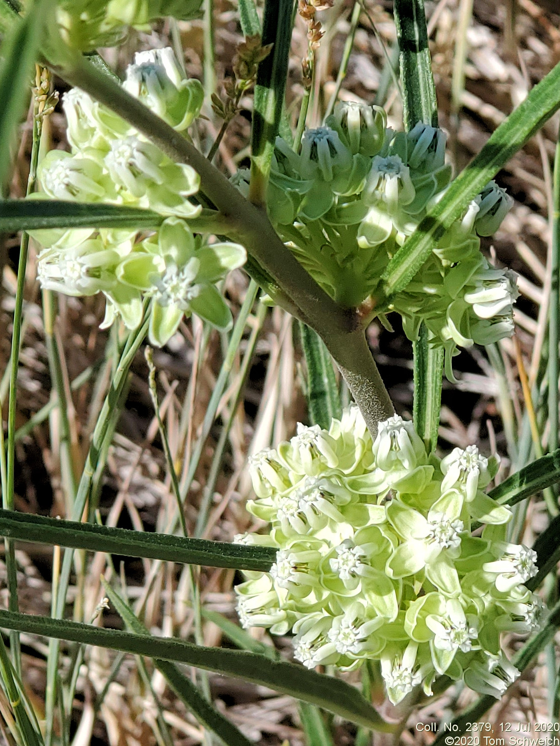 Asclepiadaceae Asclepias stenophylla