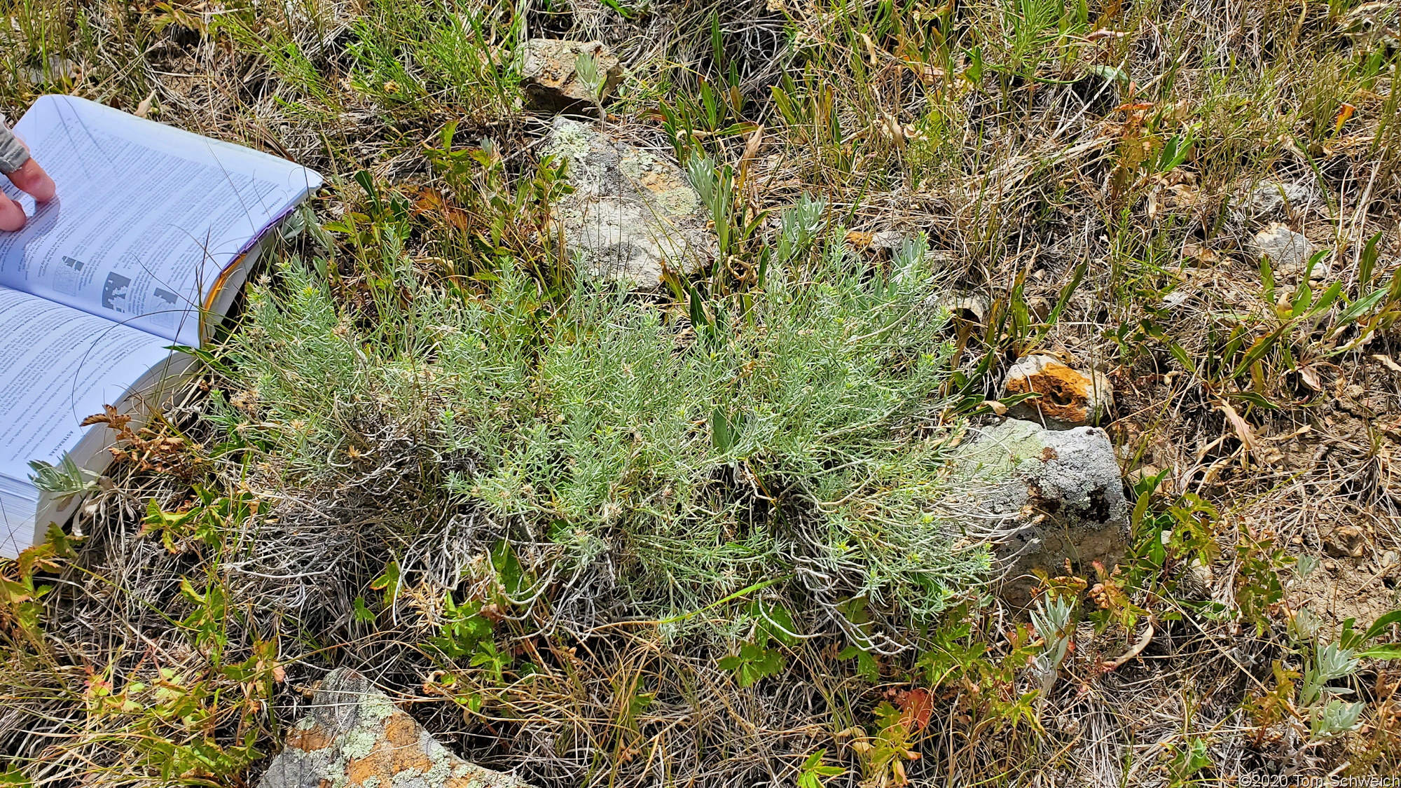 Asteraceae Ericameria nauseosa var. nauseosa