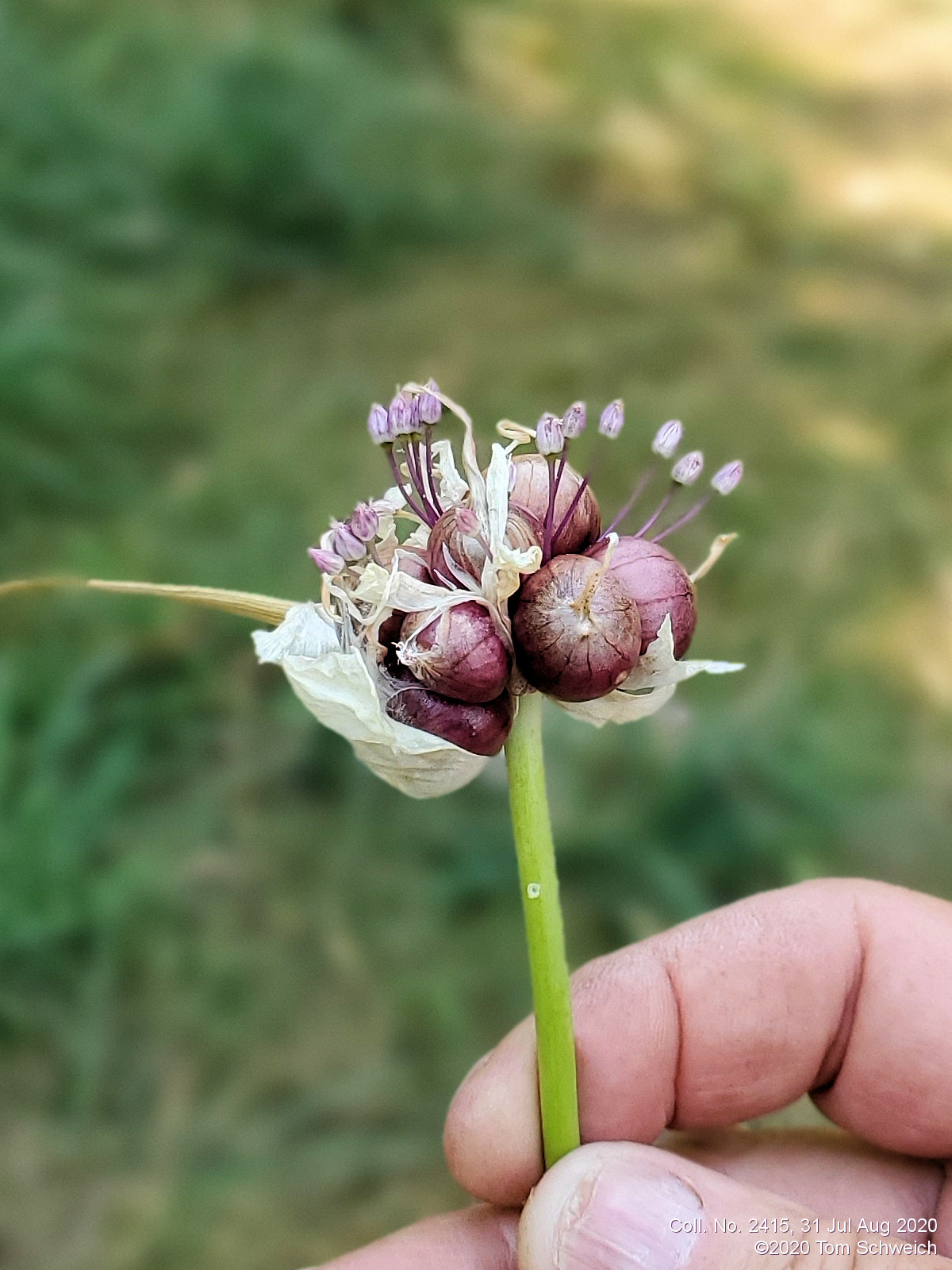 Alliaceae Allium � proliferum