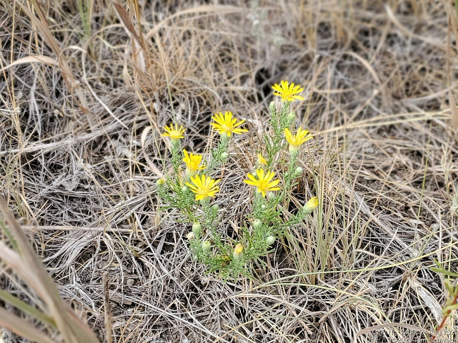 Asteraceae, Xanthisma spinulosum