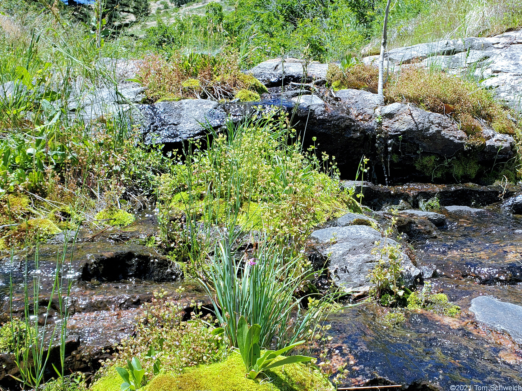 Phrymaceae Erythranthe floribunda