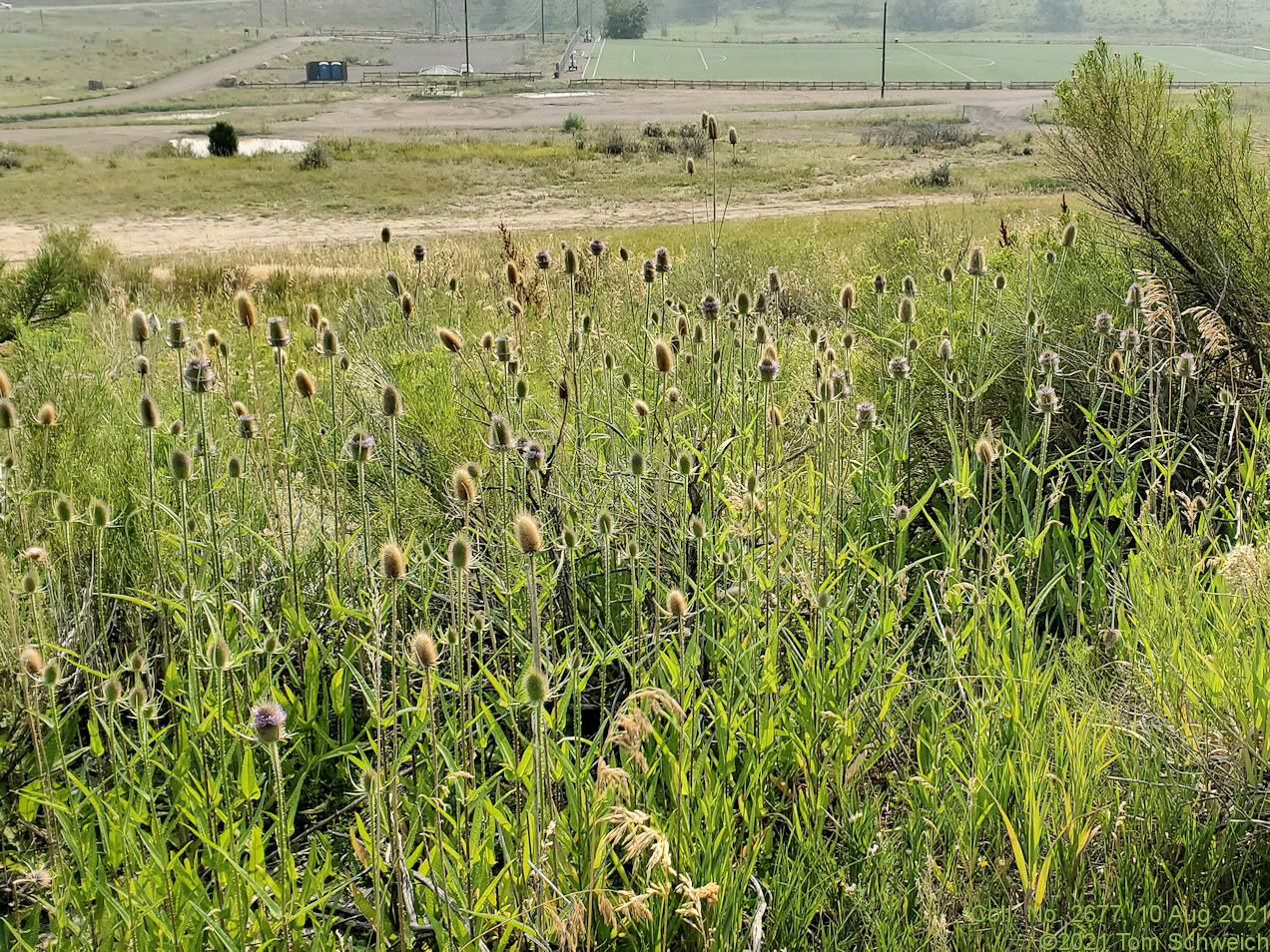 Dipsacaceae Dipsacus fullonum