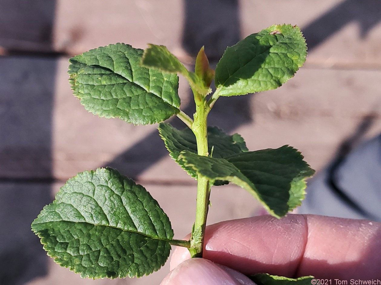 Rosaceae