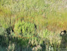 Full Size Image