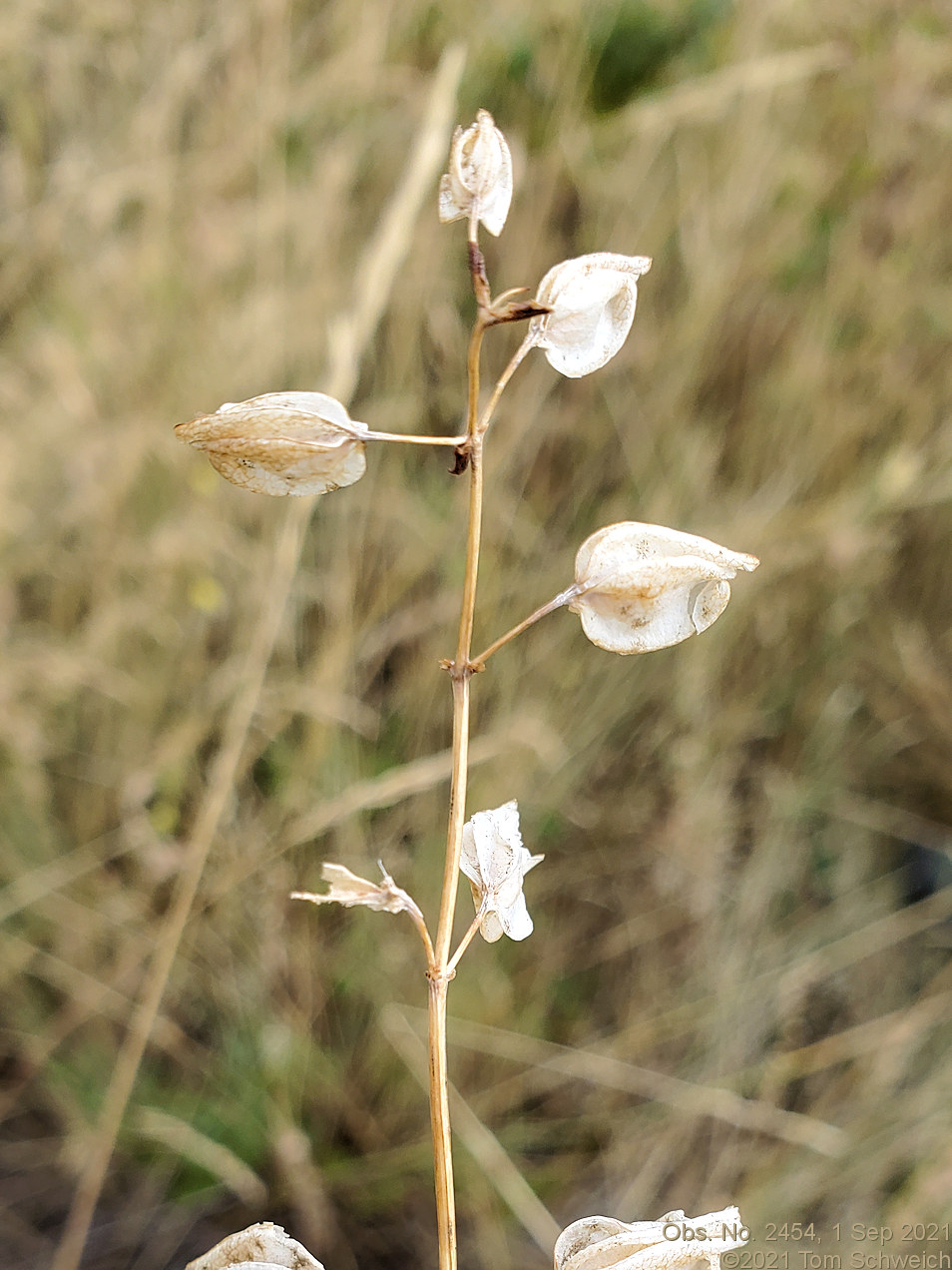 Phrymaceae Erythranthe floribunda