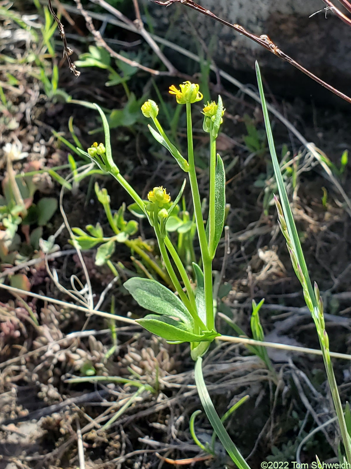 Ranunculaceae Ranunculus ranunculinus