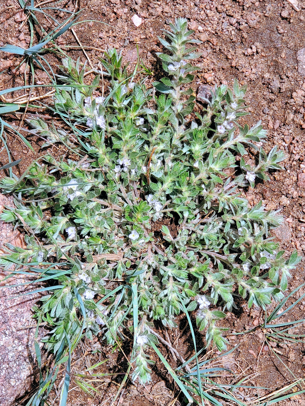 Convolvulaceae Evolvulus nuttallianus