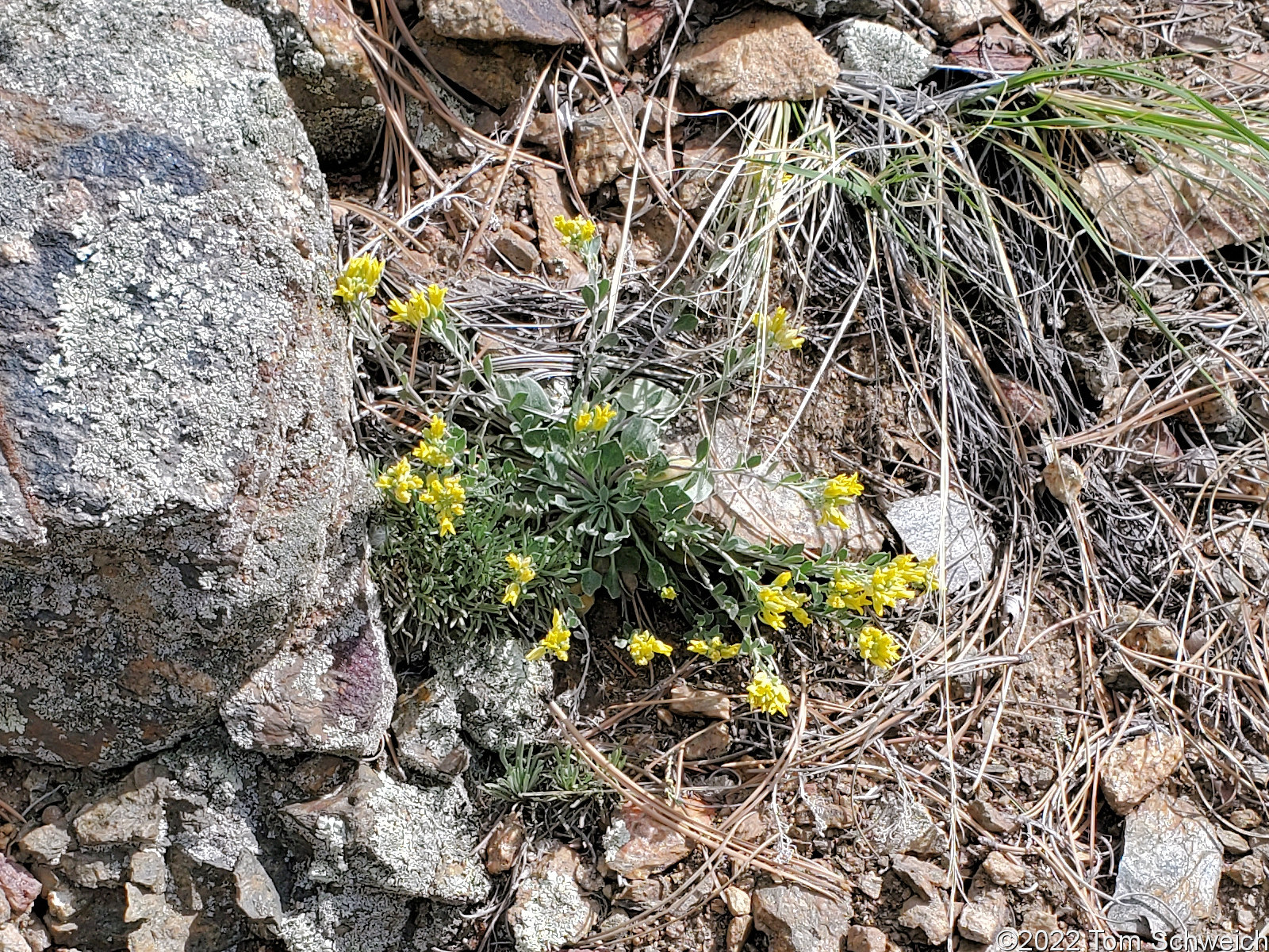 Brassicaceae Physaria vitulifera