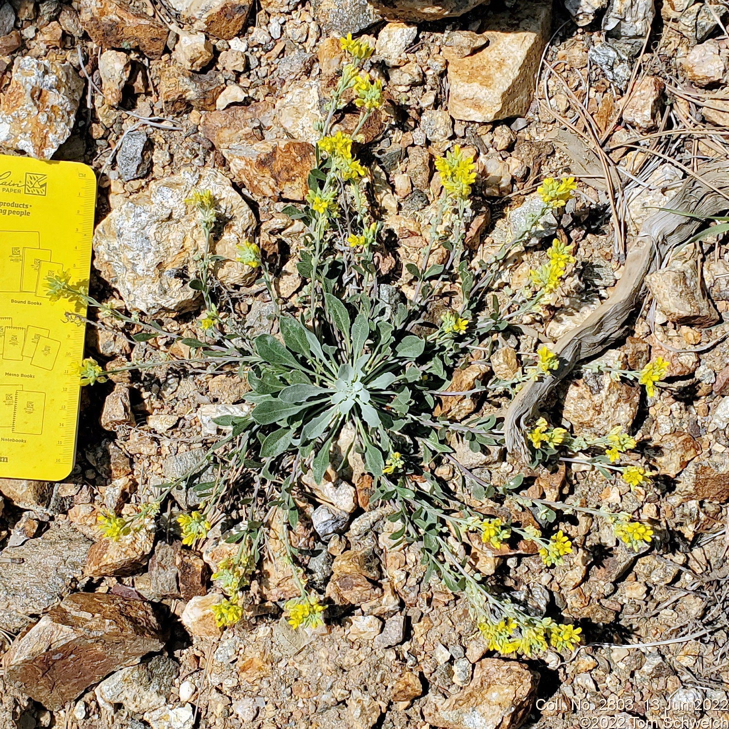 Brassicaceae Physaria vitulifera