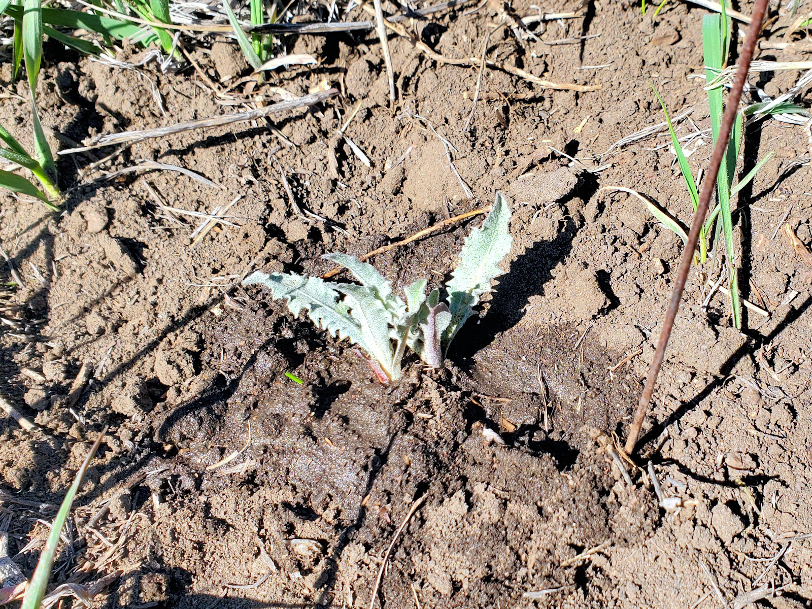Asteraceae Crepis occidentalis