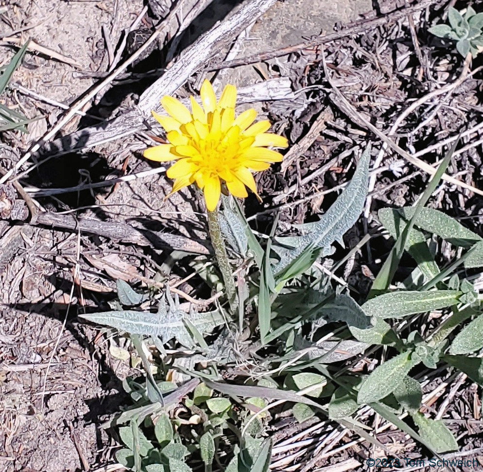 Asteraceae, Crepis occidentalis