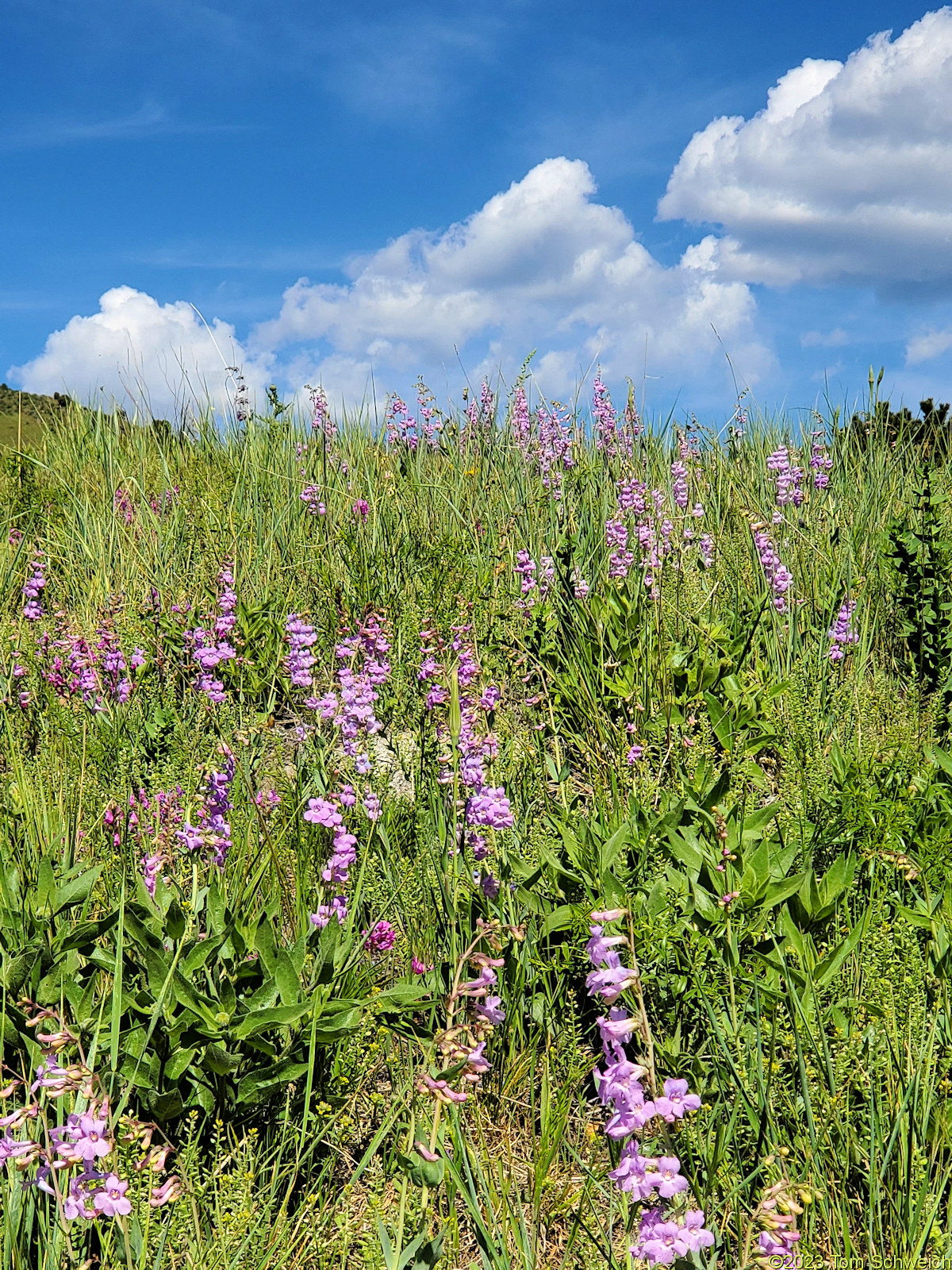Plantaginaceae Penstemon secundiflorus