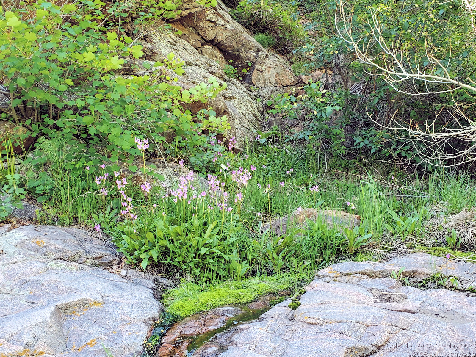Primulaceae Dodecatheon pulchellum
