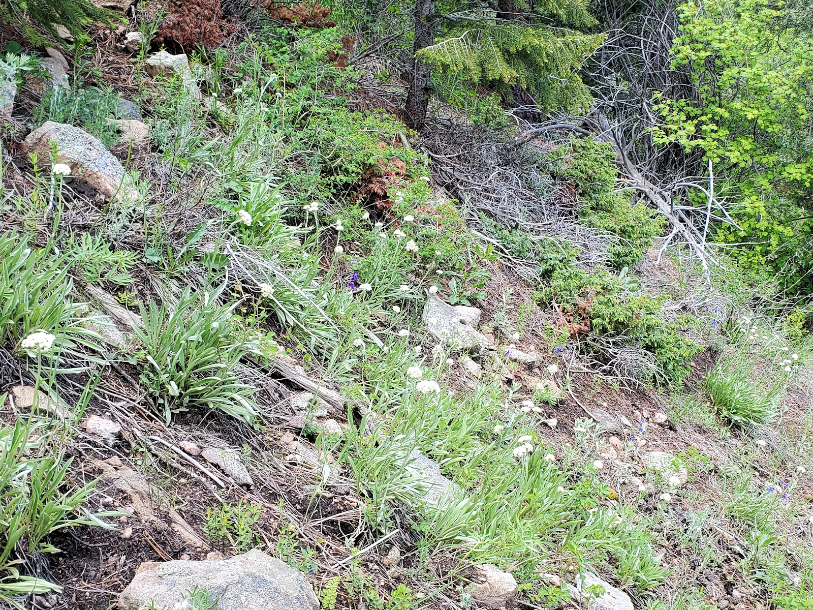 Asteraceae, Anaphalis margaritacea