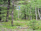 Full Size Image