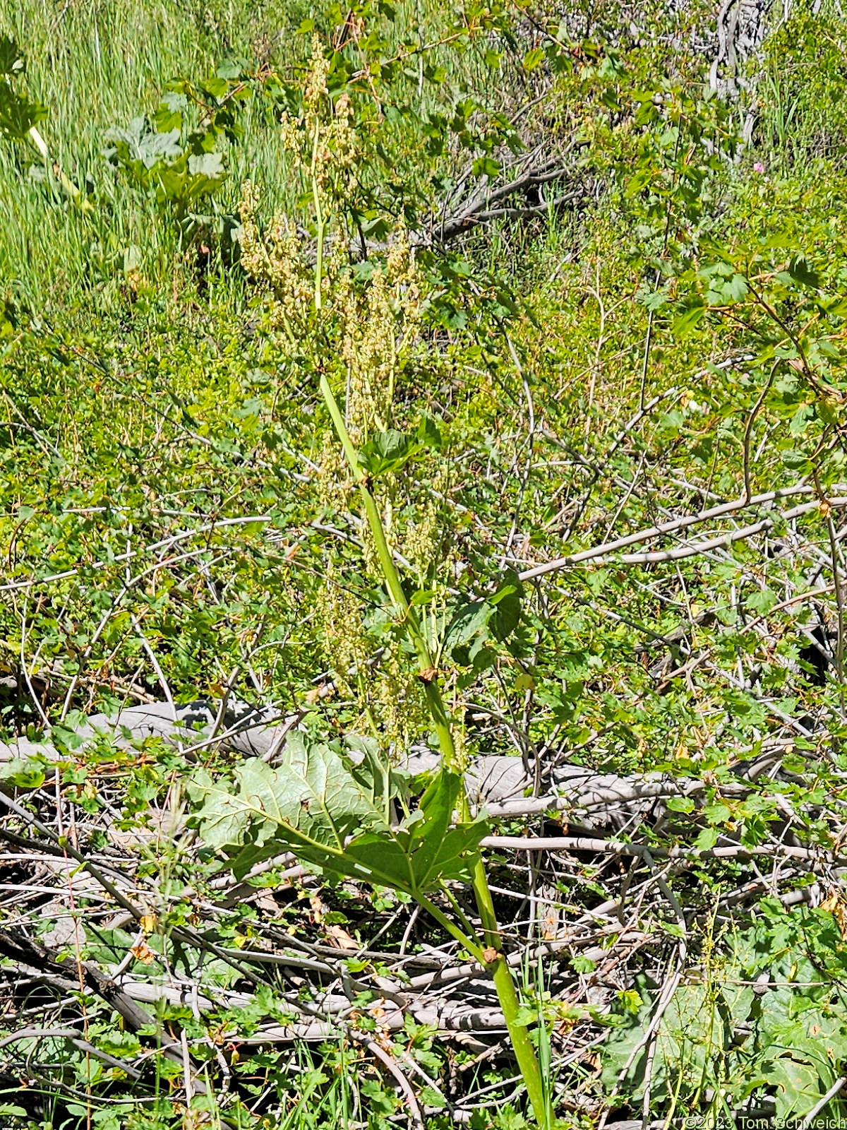 Polygonaceae Rheum  hybridum