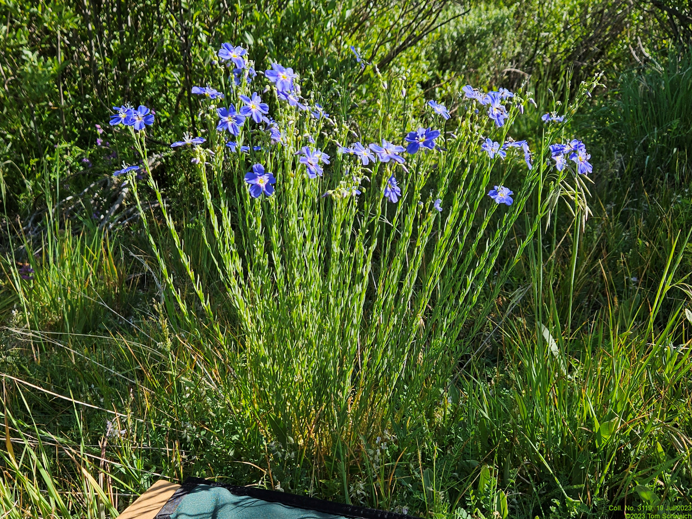 Linaceae Linum perenne