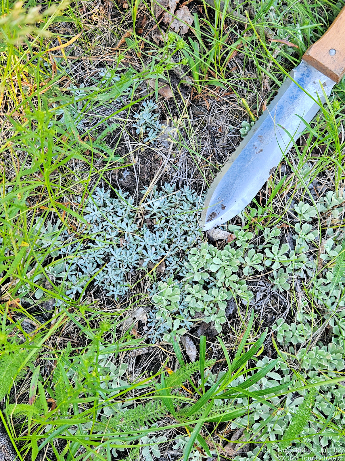 Asteraceae, Antennaria microphylla