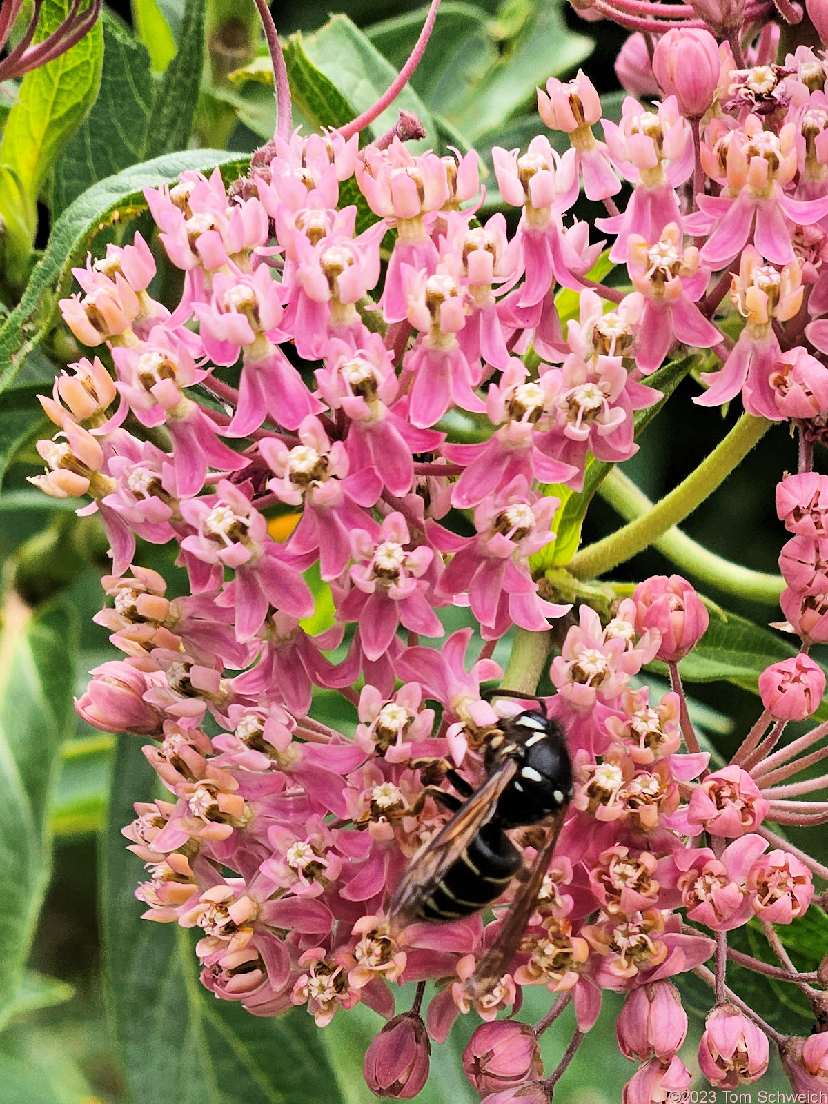 Asclepiadaceae Asclepias incarnata