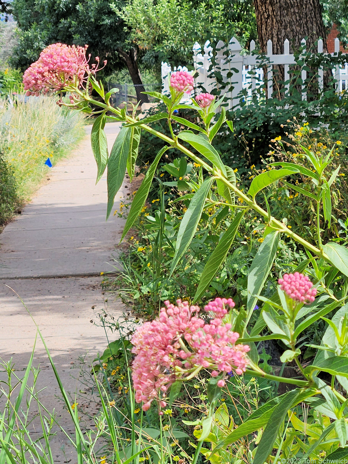Asclepiadaceae Asclepias incarnata