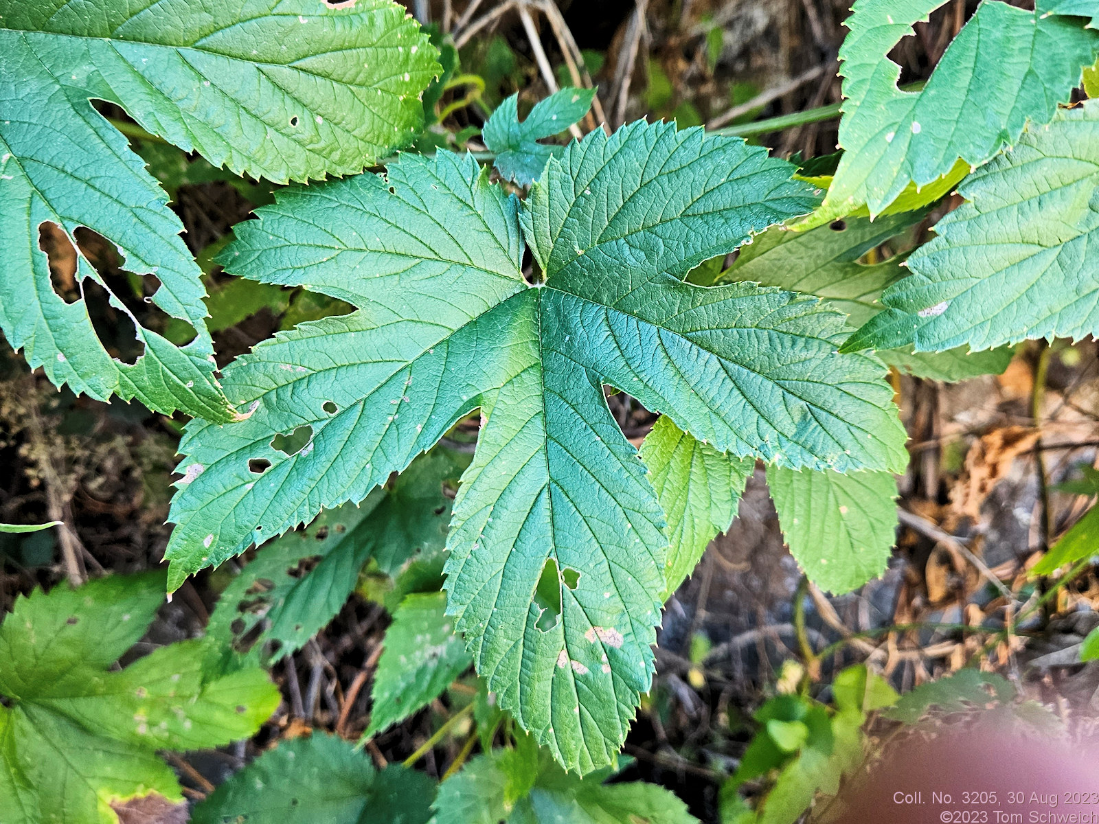 Cannabaceae Humulus neomexicanus