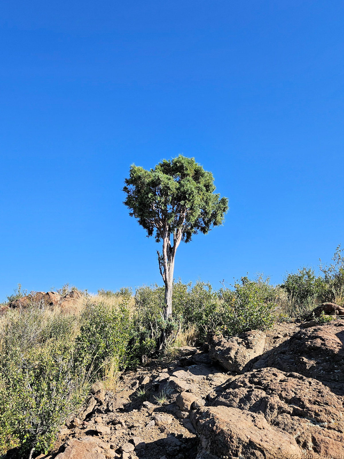 Cupressaceae Juniperus scopulorum