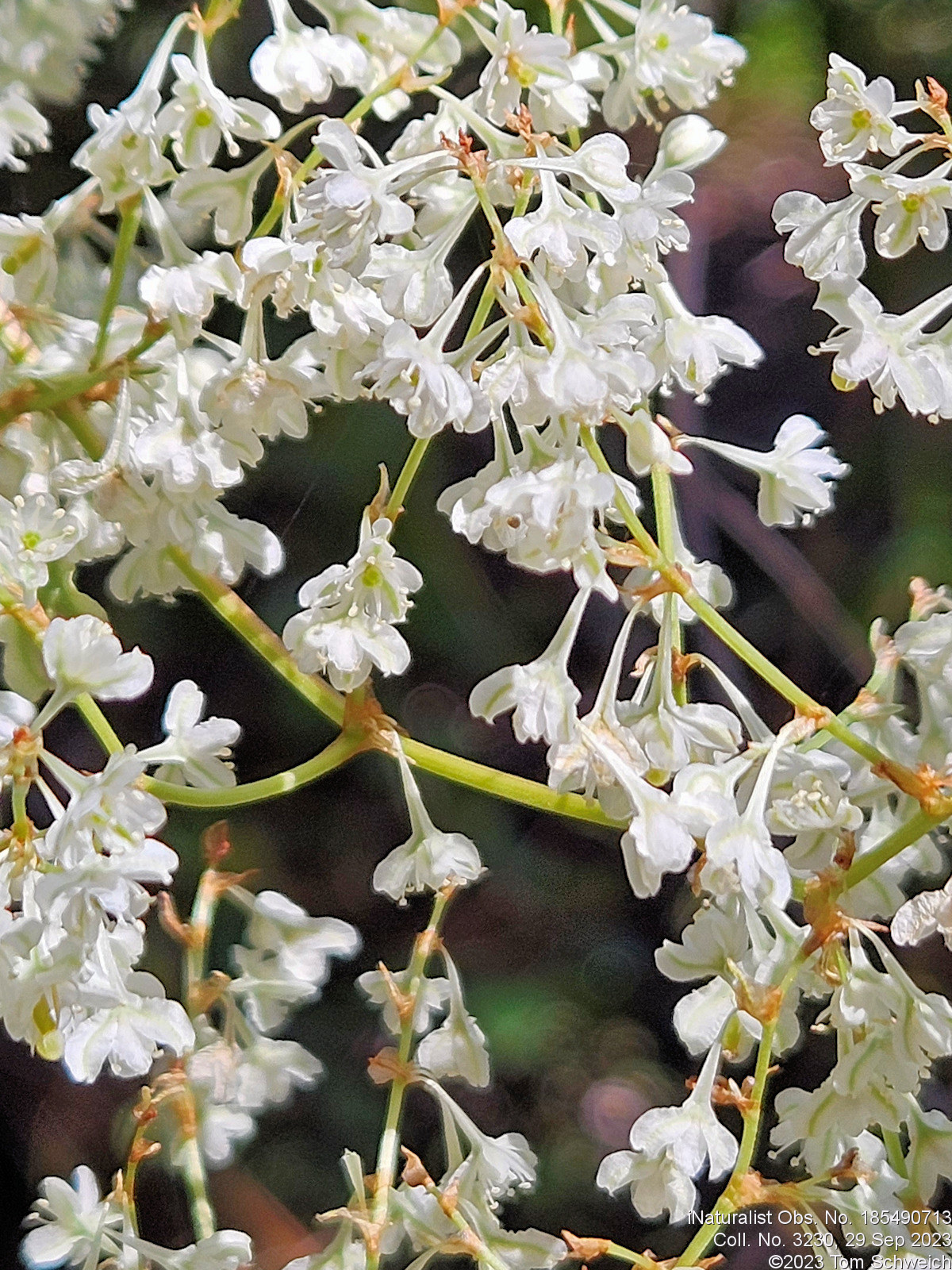 Polygonaceae Fallopia baldschuanica