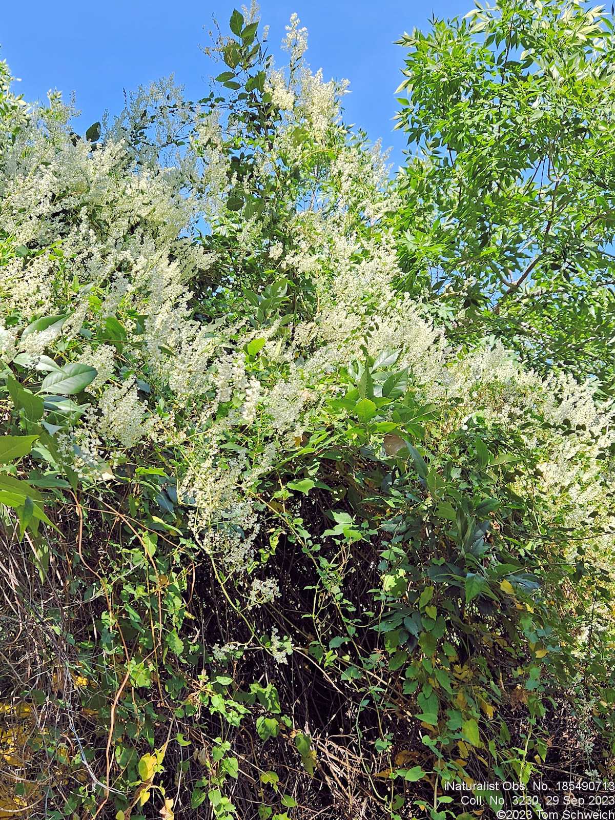 Polygonaceae Fallopia baldschuanica