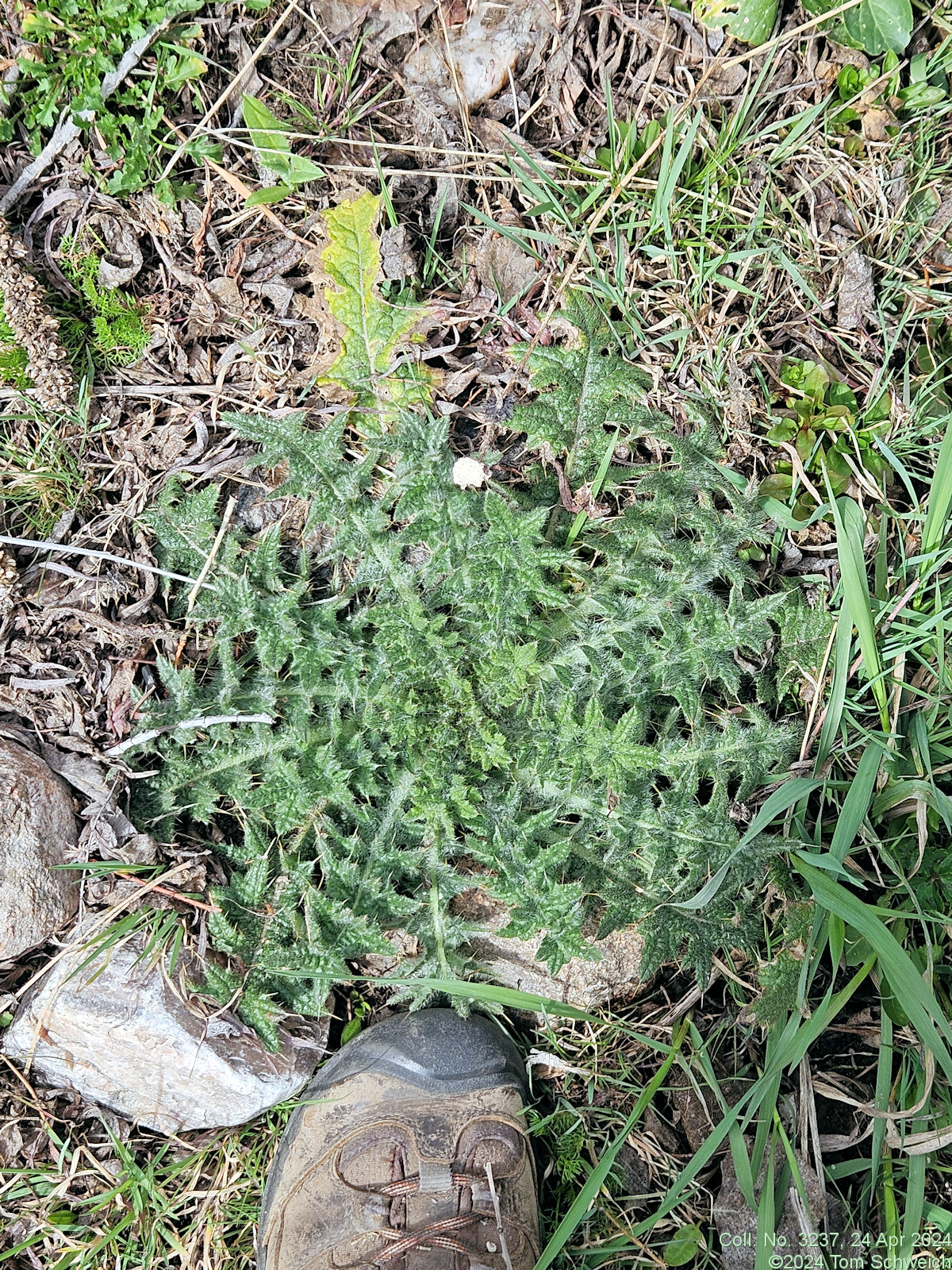 Asteraceae, Cirsium vulgare