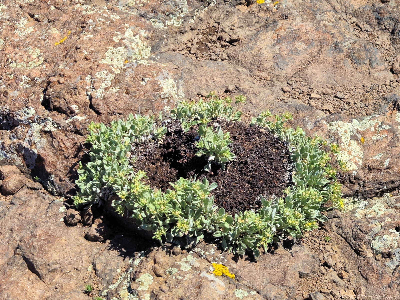 Polygonaceae Eriogonum arcuatum