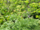 Full Size Image