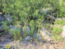 Full Size Image