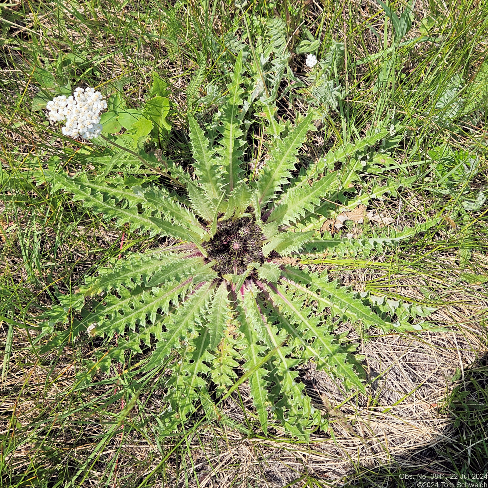 Asteraceae, Cirsium scariosum