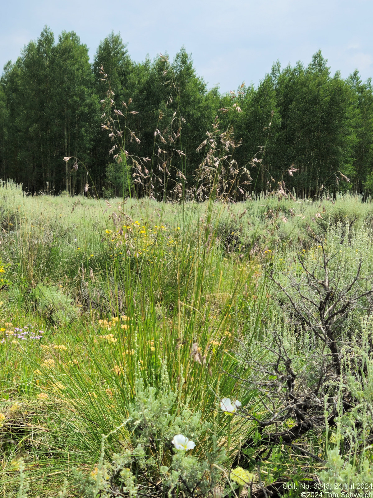 Poaceae,Festuca thurberi