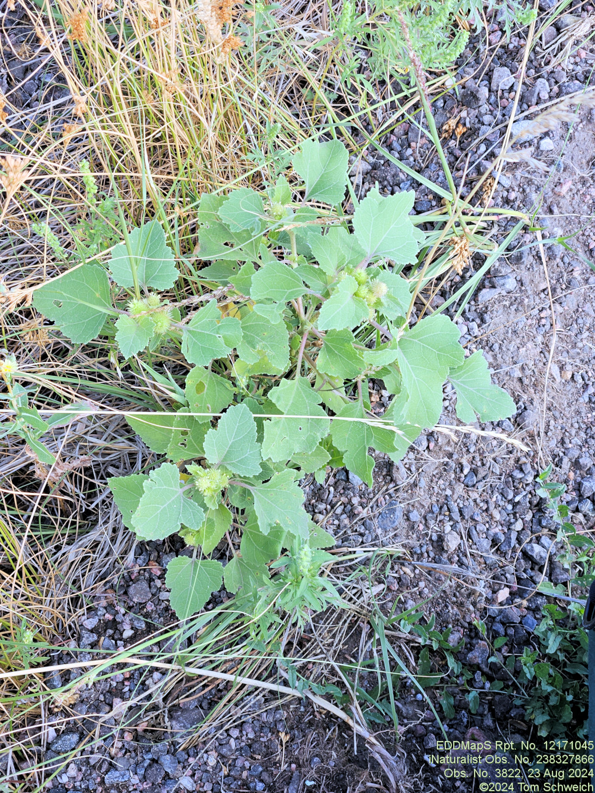 Asteraceae, Xanthium strumarium