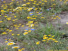 Full Size Image