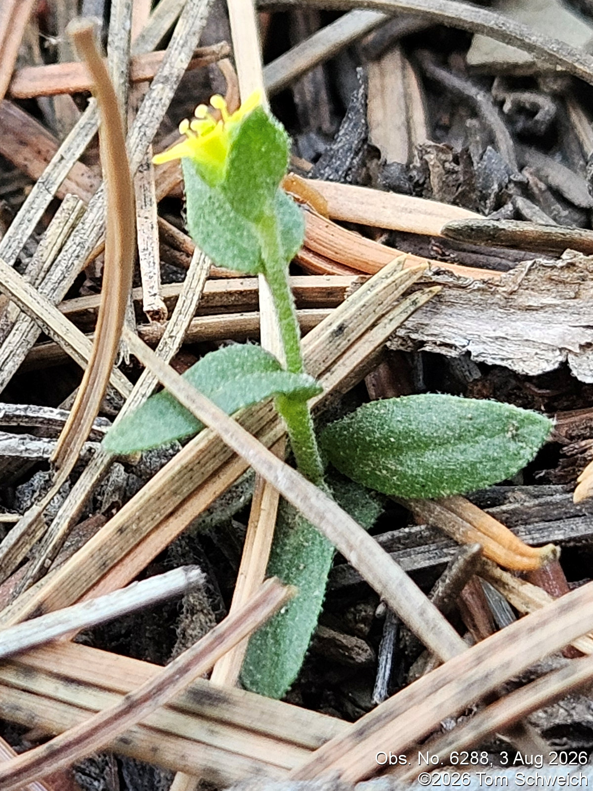 Brassicaceae, Draba nemorosa