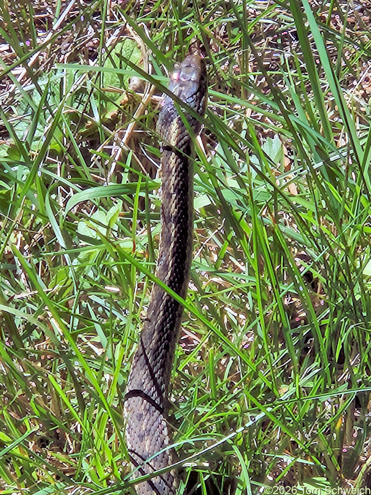 Colorado, Jefferson County, North Twin Creek