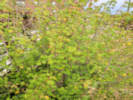 Full Size Image