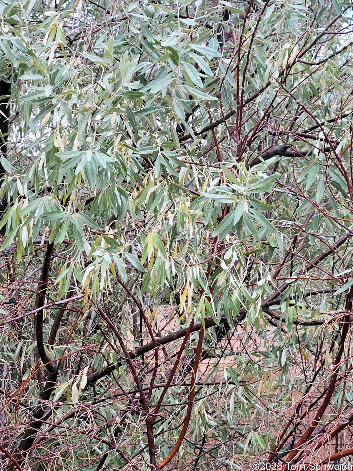 Elaeagnaceae, Elaeagnus angustifolia